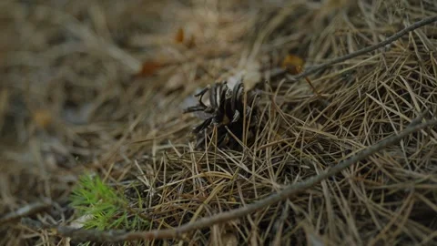 Single brown pine cone lying on dry pine needles ground Stock Footage 337390515