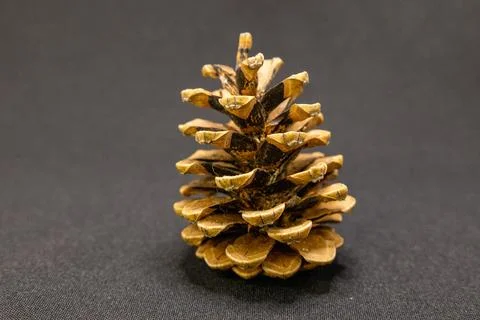 A single, brown pine cone with open scales stands on a dark, textured backgro Stock Photos