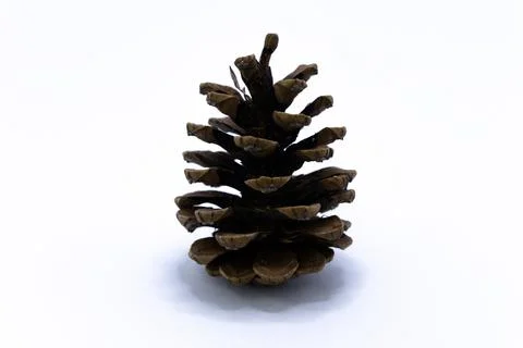 A single brown pine cone stands vertically isolated against a clean white bac Stock Photos