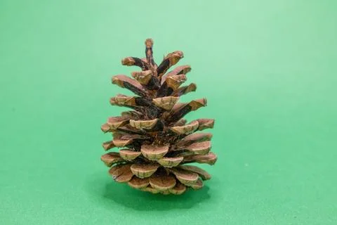 A single brown pine cone stands upright against a vibrant green background, s Stock Photos