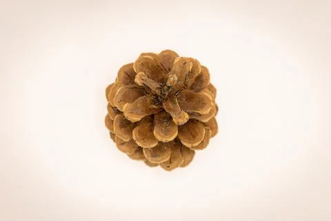 A single brown pine cone, viewed from above, rests on a plain white backgroun Stock Photos