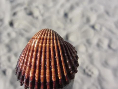 Single brown seashell on sand. Summer beach background Stock Photos