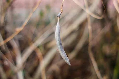 Single brown seed pod stem hanging from it's tree in the winter close up shot Fotos de archivo