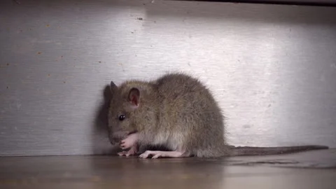 A single brown sewer rat is grooming himself on the kitchen floor inside Stock Footage 245264391