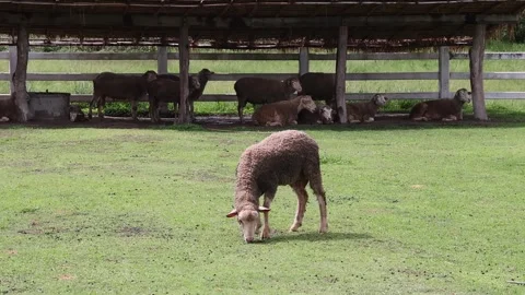 Single brown sheep grazing on green grass in a farm pasture. 스톡 동영상 337892928