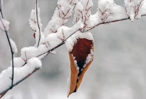 Single brown, withered, leaf, all covered with snow. Stock Photos