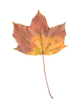 Single brown yellow maple leaf isolated on white background 스톡 사진