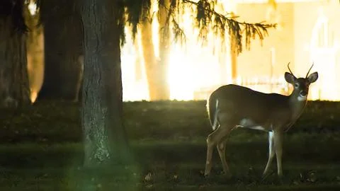 Single Buck 库存照片