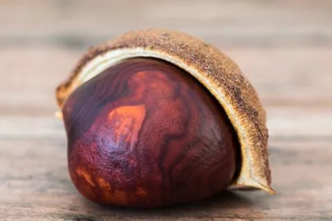 Single Buckeye Chestnut in Shell. Fresh conkers on wood background Stock Photos