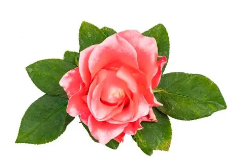 Single bud of pink rose Foto stock