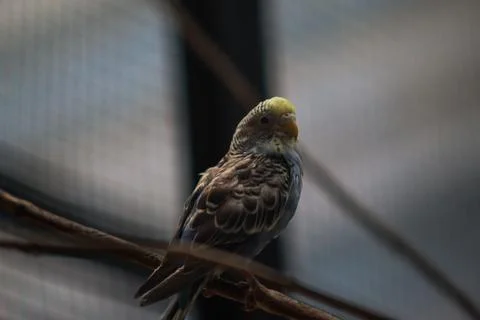 Single Budgerigar Perching on a Branch Inside a Cage with Soft Natural Light Stock Photos