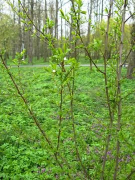 Single buds on trees in the background can be seen a spring city park Fotos Stock