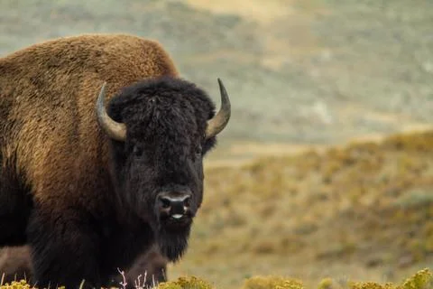 Single Buffalo Gazing Stock Photos