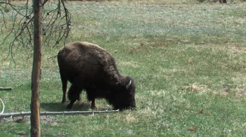 Single Buffalo grazing in Yellowstone Stock Footage 24851679
