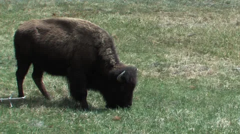 Single Buffalo grazing in Yellowstone Vídeo Stock 24853277