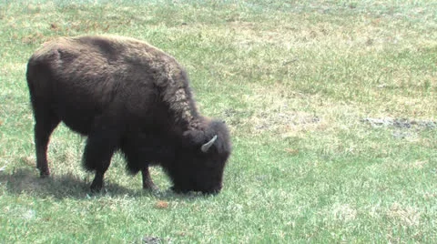 Single Buffalo grazing in Yellowstone Stock Footage 24854839
