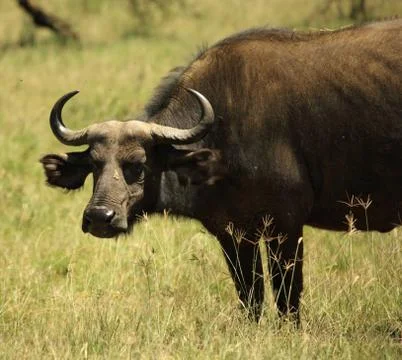 Single buffalo Stock Photos
