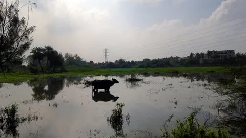 Single buffalo Stock Photos