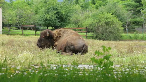 Single buffalo in zoo Stock Footage 96038895
