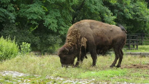 Single buffalo in zoo Video stock 96039008