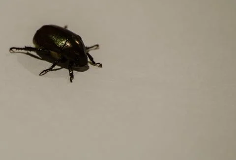 The single bug Stock Photos