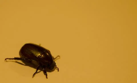 The single bug of tungsten light Stock Photos