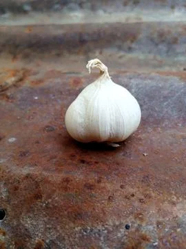 Single bulb garlic on a rustic old rusty zinc metal sheet background Foto stock