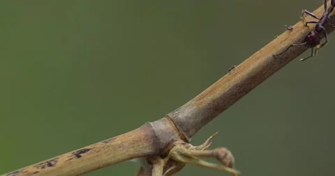 Single bullet ant with one broken leg walks down the twig avoiding smaller Vídeos de archivo 189719039