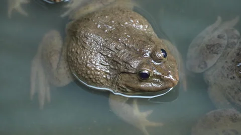 Single Bullfrog Macro in Plastic Pond Aquaculture Vietnam Stock Footage 327117925