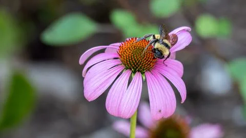 A single bumble bee drinking nectar from a pink flower Stock Photos