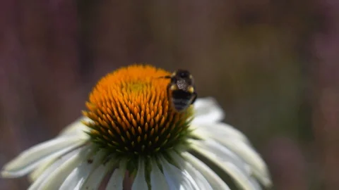 Single bumblebee on flower Stock Footage 106299704