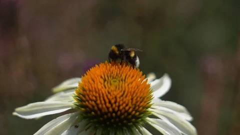 Single bumblebee on flower Stock Footage 106299735