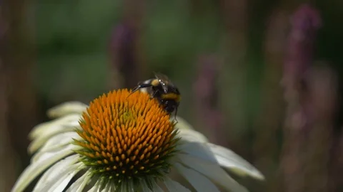 Single bumblebee on flower 스톡 동영상 106299791
