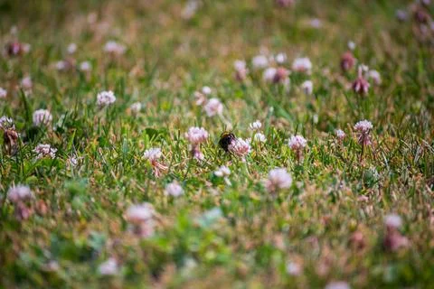 A single bumblebee gathering nectar from pink clover flowers on a green law.. Фото