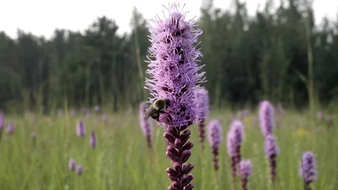 Single bumblebee gets some nectar then flies away. Video stock 324762991
