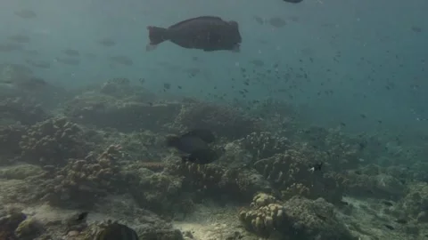 Single Bumphead Parrot Fish in Shallow Water. Vídeo Stock 345374706