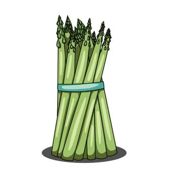 Single bunch of asparagus on white background Stock Illustration