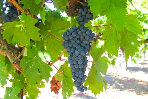 Single bunch of Cabernet grapes Stock Photos