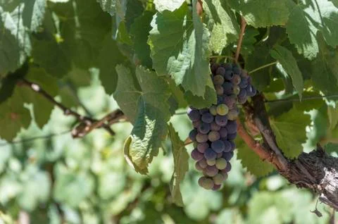 Single bunch of grapes on vine Stock Photos