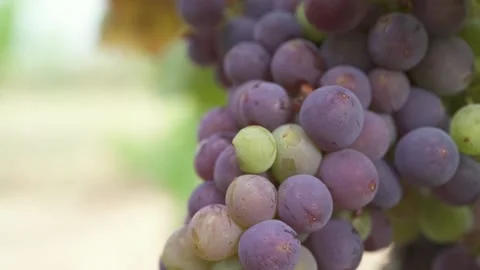 A single bunch of grapes on vine. Purple grapes. Grenache Stock Footage 231553315