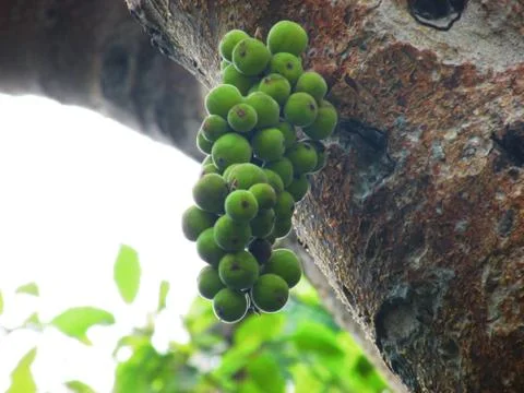 Single bunch of green figs Photos