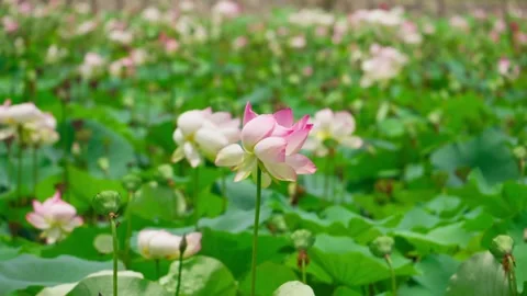 A single bunch of lotus sways in wind Stock-Footage 337860593
