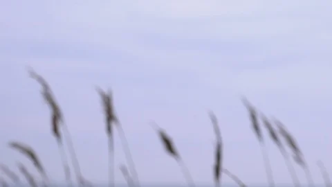 Single bunch of wheat swings in the wind Stock-Footage 88257707