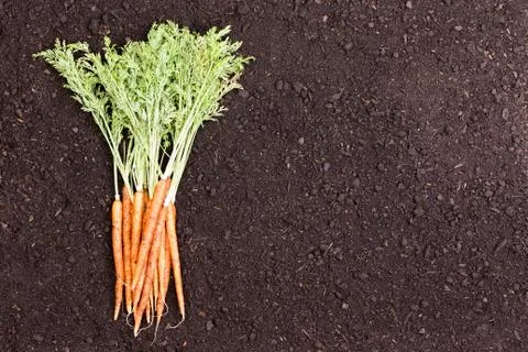 Single bundle of raw carrots over soil Stock Photos