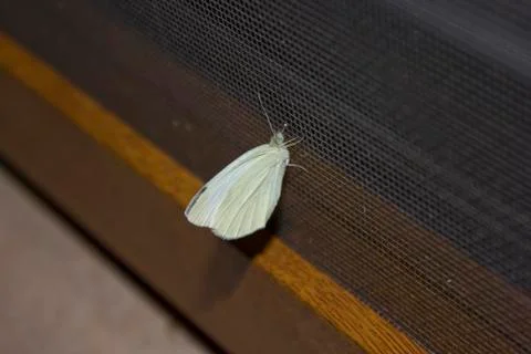 Single butterfly on a fly wire Stock Photos