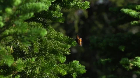 Single butterfly sitting on Branch Stock Footage 68550031