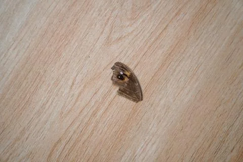 Single Butterfly Wing with Eyespot Pattern Lying on a Textured Wood Surface Stock Photos