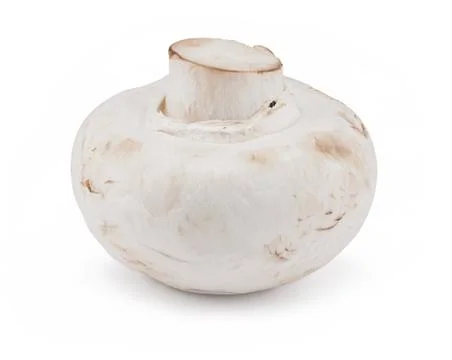 Single button mushroom Stock Photos