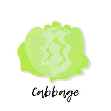 Single cabbage on white background with lettering. Stock Illustration