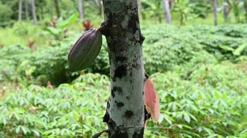 Single cacao pod hangs from tree in Ubud Stock Footage 339074503